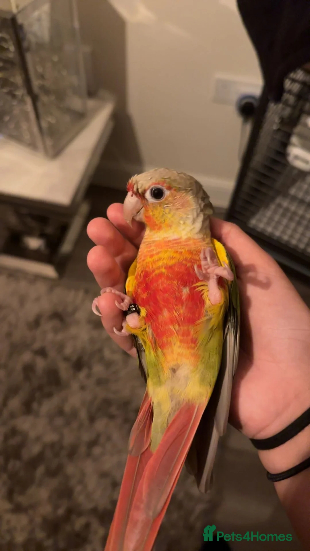 Conures birds for sale: Green cheek conure 11months for sale £500  - Advert 6