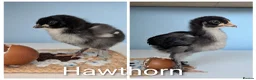 Chickens poultry for sale: 4 Gorgeous cockerels Blue White Olive egg genes in Christchurch - Advert 5