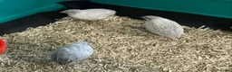 Quail poultry for sale: 5 Pairs of Adult Button Quail (pls read all info) - Advert 3