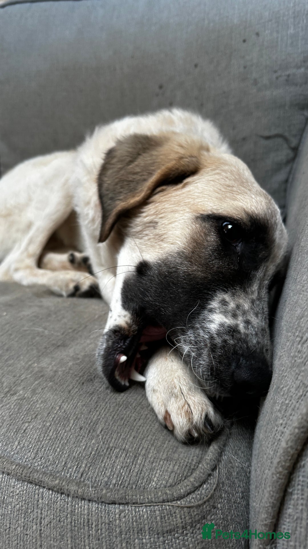 Mixed Breed dogs for adoption: Amara: Beautiful Soul Seeking a Family to Love - Advert 15