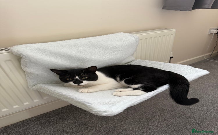 Domestic Shorthair cats - Advert 11