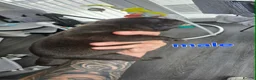 Staffordshire Bull Terrier dogs for sale: Staffy pups for sale  - Advert 6