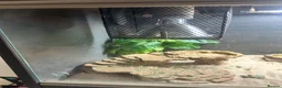 Bearded Dragon reptiles for sale: Male bearded dragon and full setup  - Advert 3