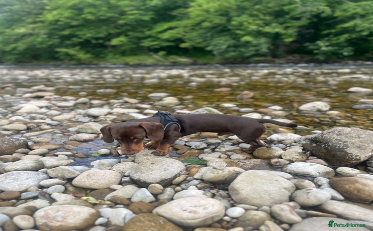 Miniature Dachshund dogs - Advert 3