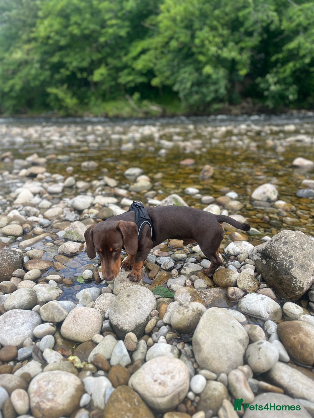Miniature Dachshund dogs for sale: Male chocolate mini dachshund - Image 1