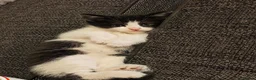 Mixed Breed cats for sale: Adorable Kittens  - Advert 8