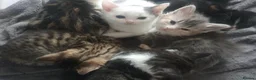 Mixed Breed cats for sale: 10 beautiful cuddly kittens - Advert 3