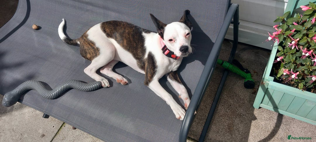Mixed Breed dogs for sale: Boston terrier mix  - Image 2