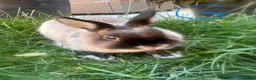 Netherland Dwarf rabbits for sale: Netherland Dwarf Rabbits For Sale - Advert 6