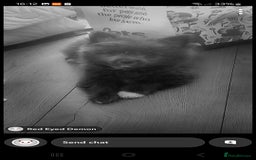 Pomeranian dogs for sale: Pomerianian  - Image 3