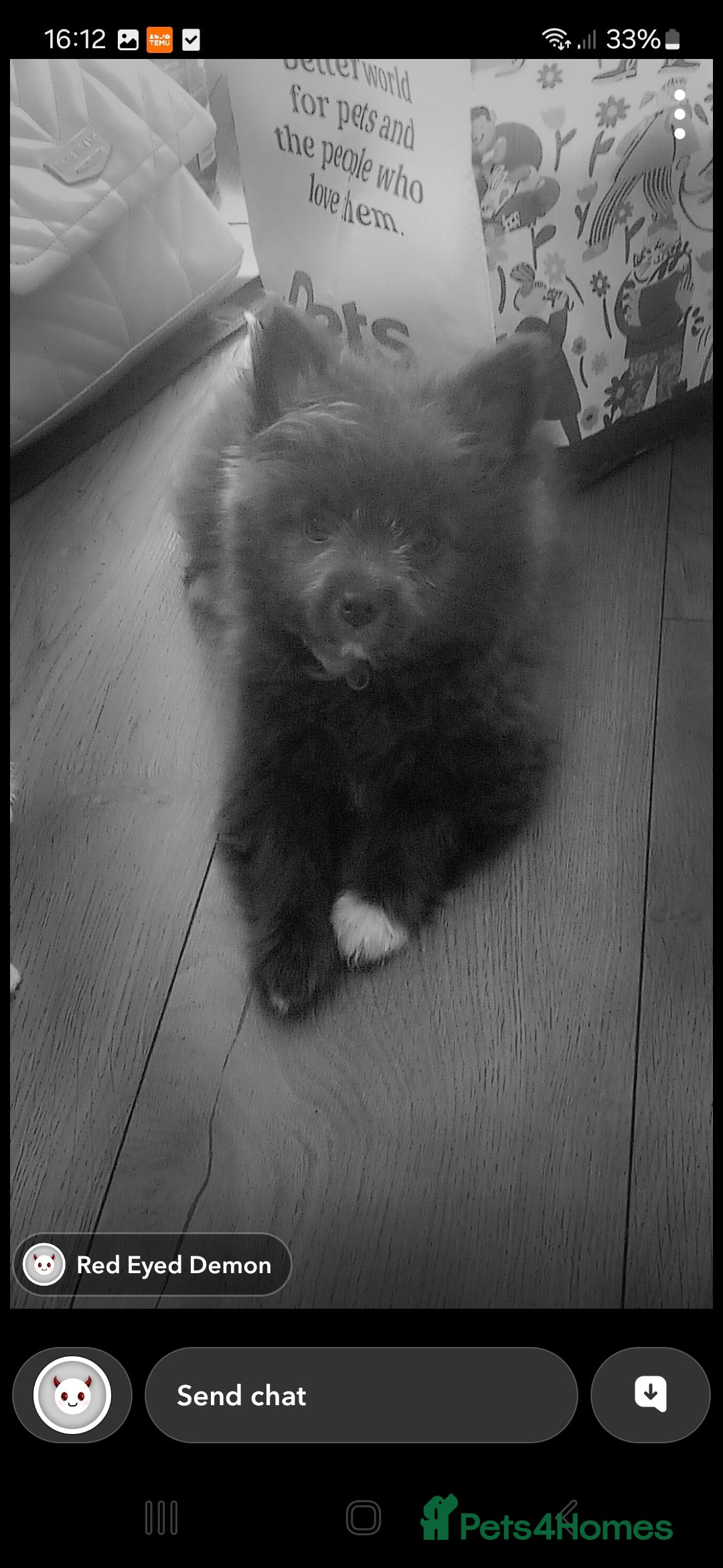 Pomeranian dogs for sale: Pomerianian  - Image 3