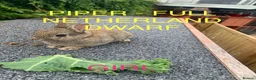 Netherland Dwarf rabbits for sale: Netherland Dwarf / Cross Baby Rabbits  - Advert 3