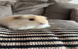 Guinea Pig rodents for sale: 3 male guinea pigs  - Image 2