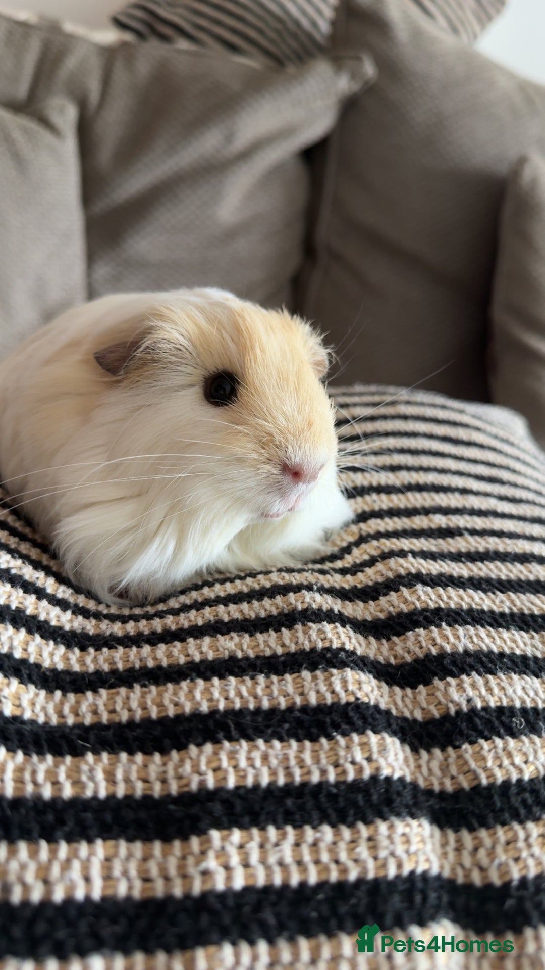 Guinea Pig rodents for sale: 3 male guinea pigs  - Image 2