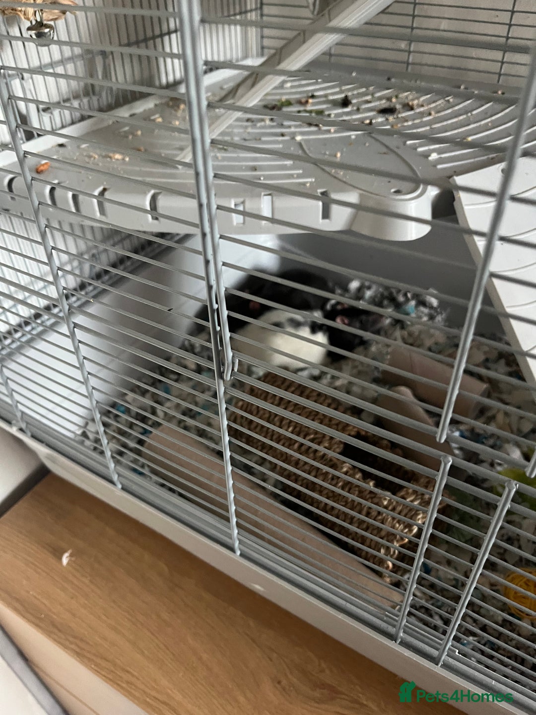 Rat rodents for sale: Two male rats - Advert 3