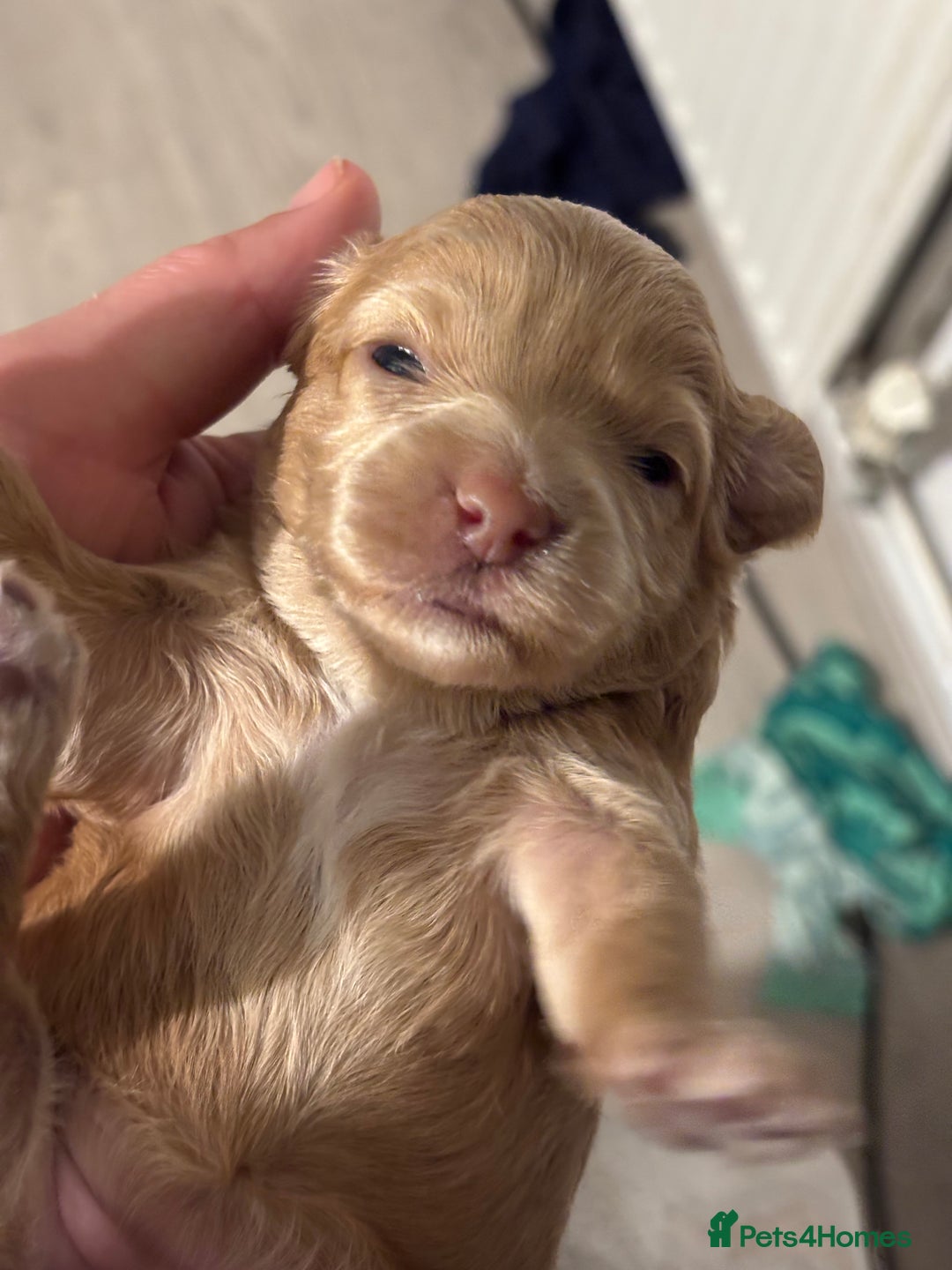 Mixed Breed dogs for sale: Cockapoo cross cavapoo - Image 16
