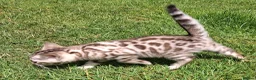 Bengal cats for sale: Stunning snow/silver Bengal kittens - Advert 15