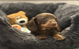 Miniature Dachshund dogs for sale: Miniature smooth haired Dachshund puppies  - Image 1