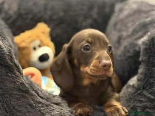 Miniature Dachshund dogs - Advert 19