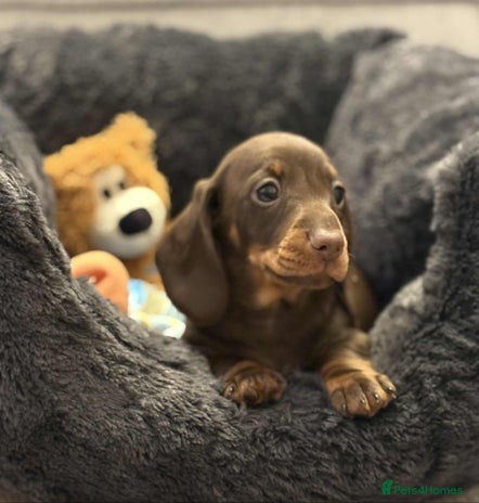 Miniature Dachshund dogs - Advert 4