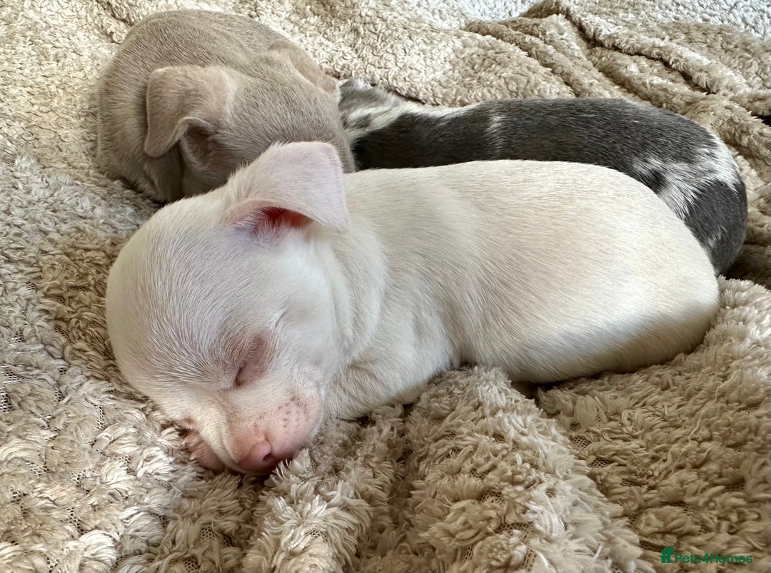 Chihuahua dogs for sale: Beautiful Chihuahua Babies - Image 8