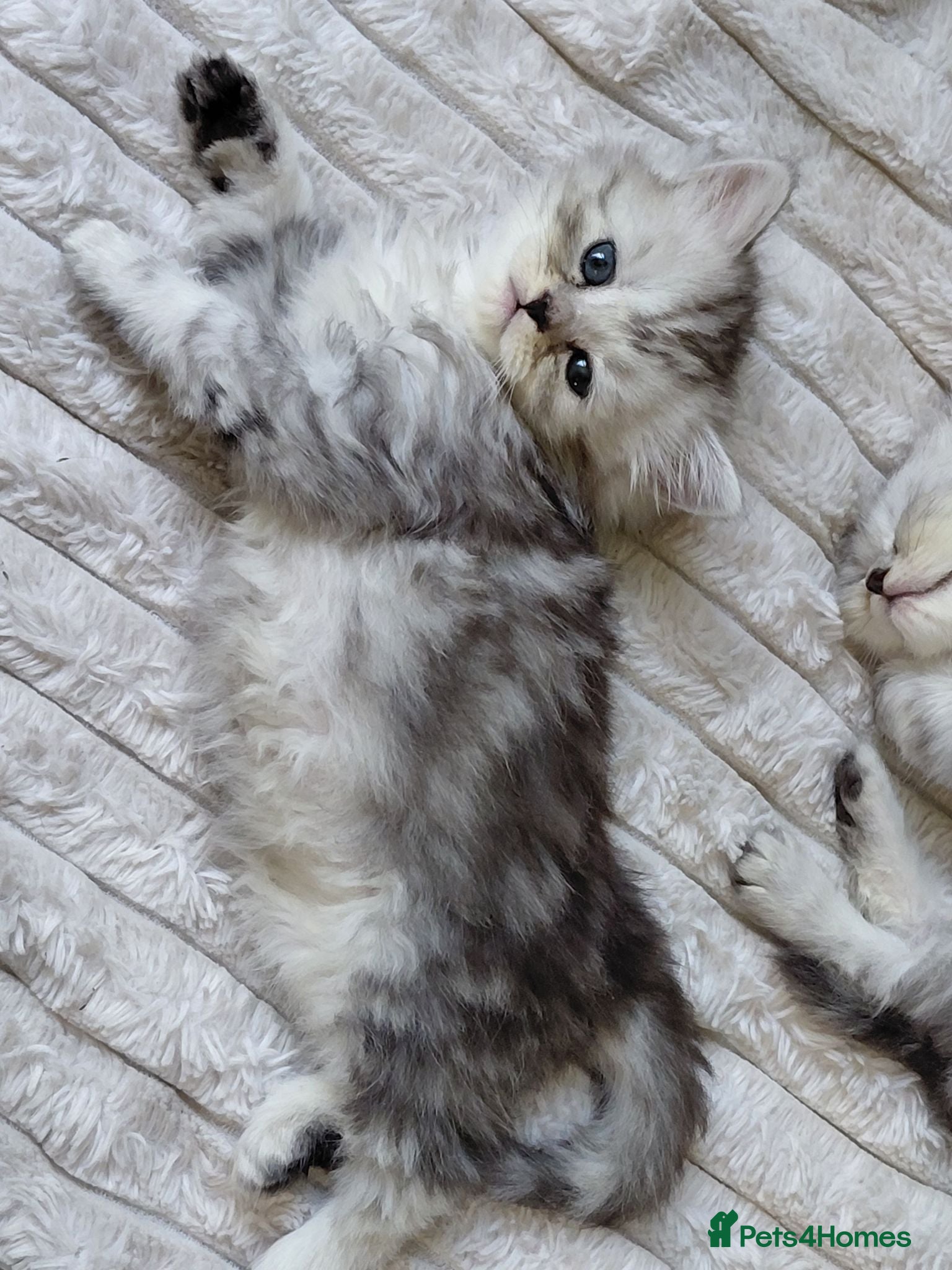 Persian cats Persian kittens - Advert 18