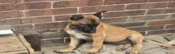 Belgian Shepherd Dog dogs for sale: Belgian Shepherd puppy in Scunthorpe - Advert 4