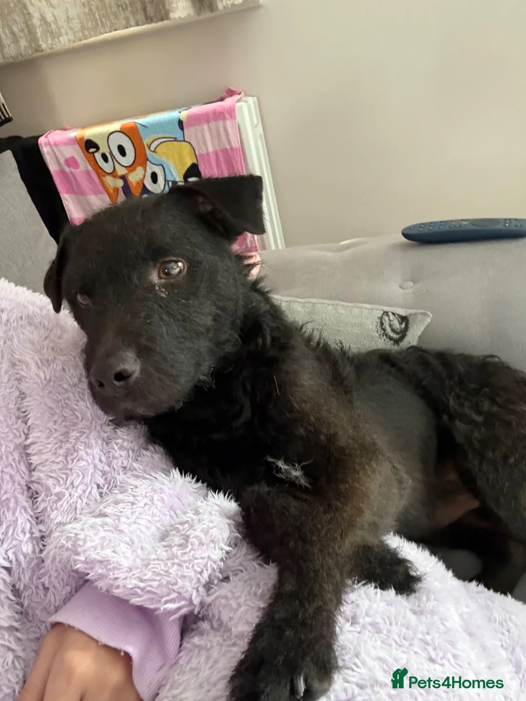 Mixed Breed dogs for sale: Looking for forever home 🏡  - Advert 11
