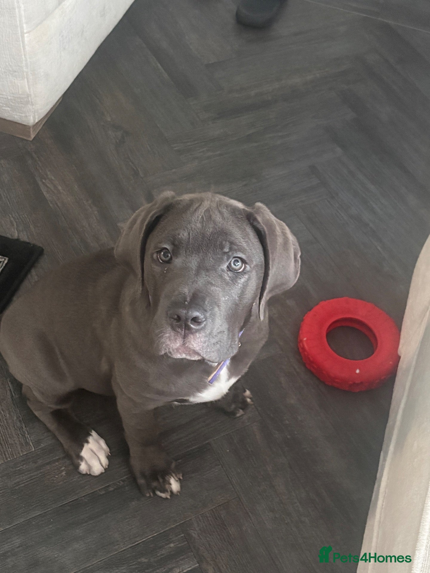 Cane Corso dogs for sale: Beautiful cane corso girl - Advert 1
