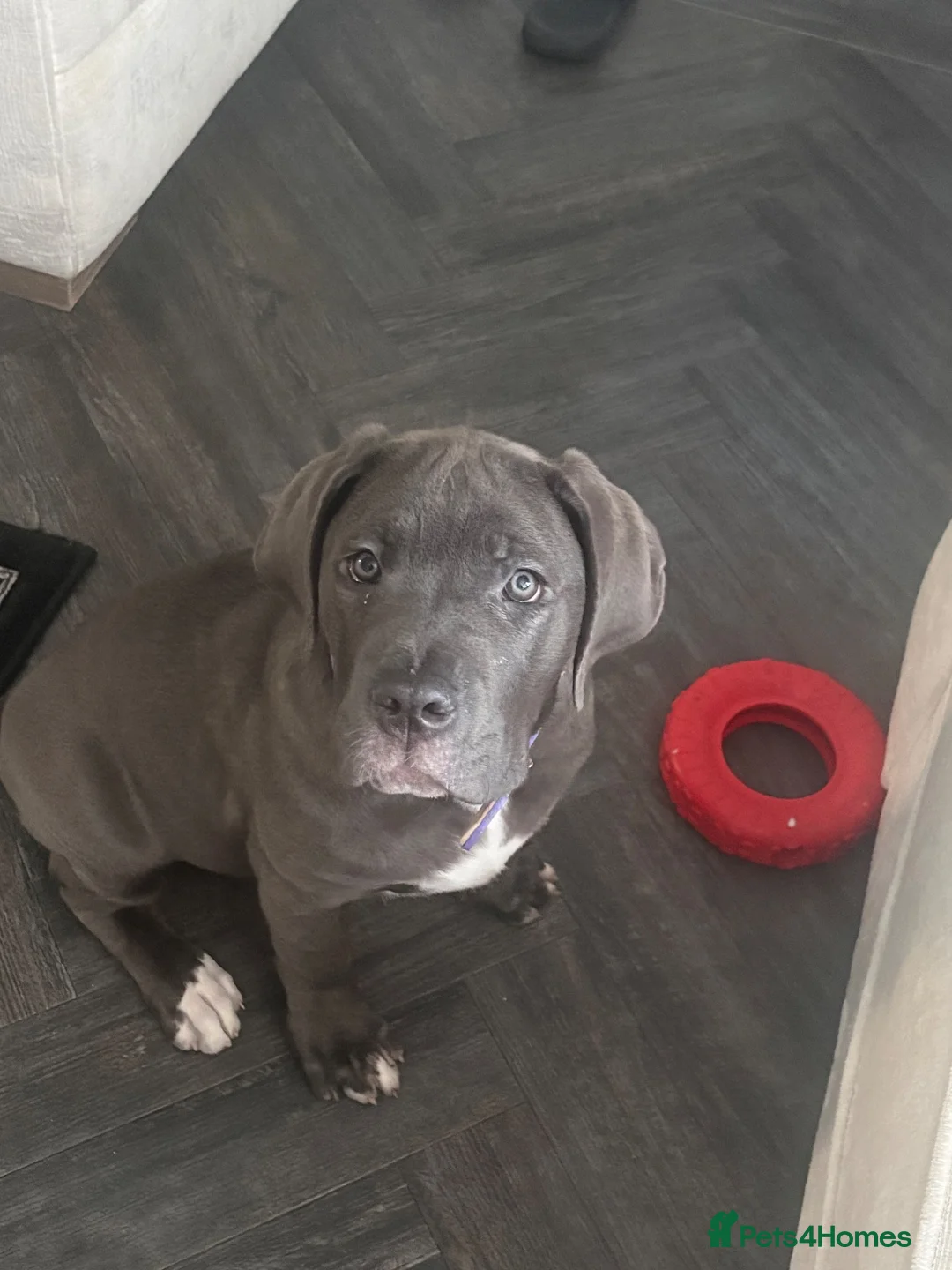 Cane Corso dogs for sale: Beautiful cane corso girl - Advert 1
