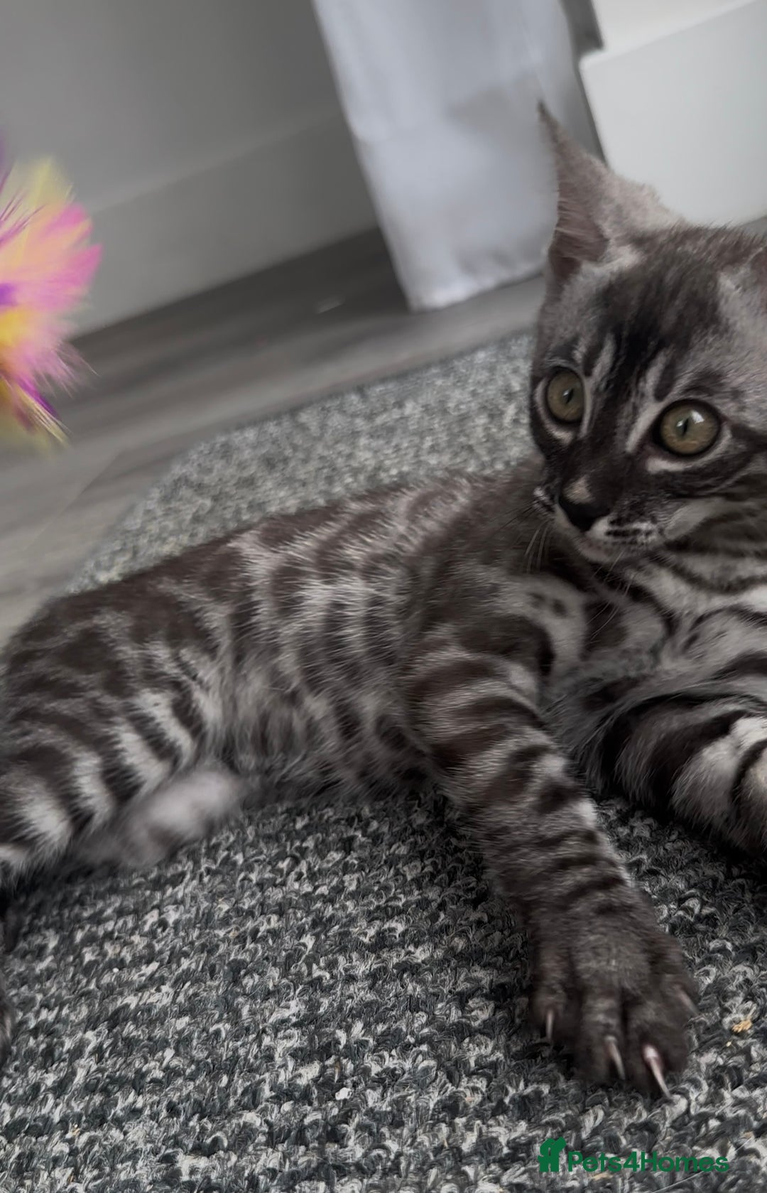 Bengal cats for sale: Breed quality silver bengal kittens 🐆💎🤍🩶🖤 - Image 11