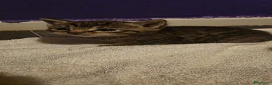 Female tabby