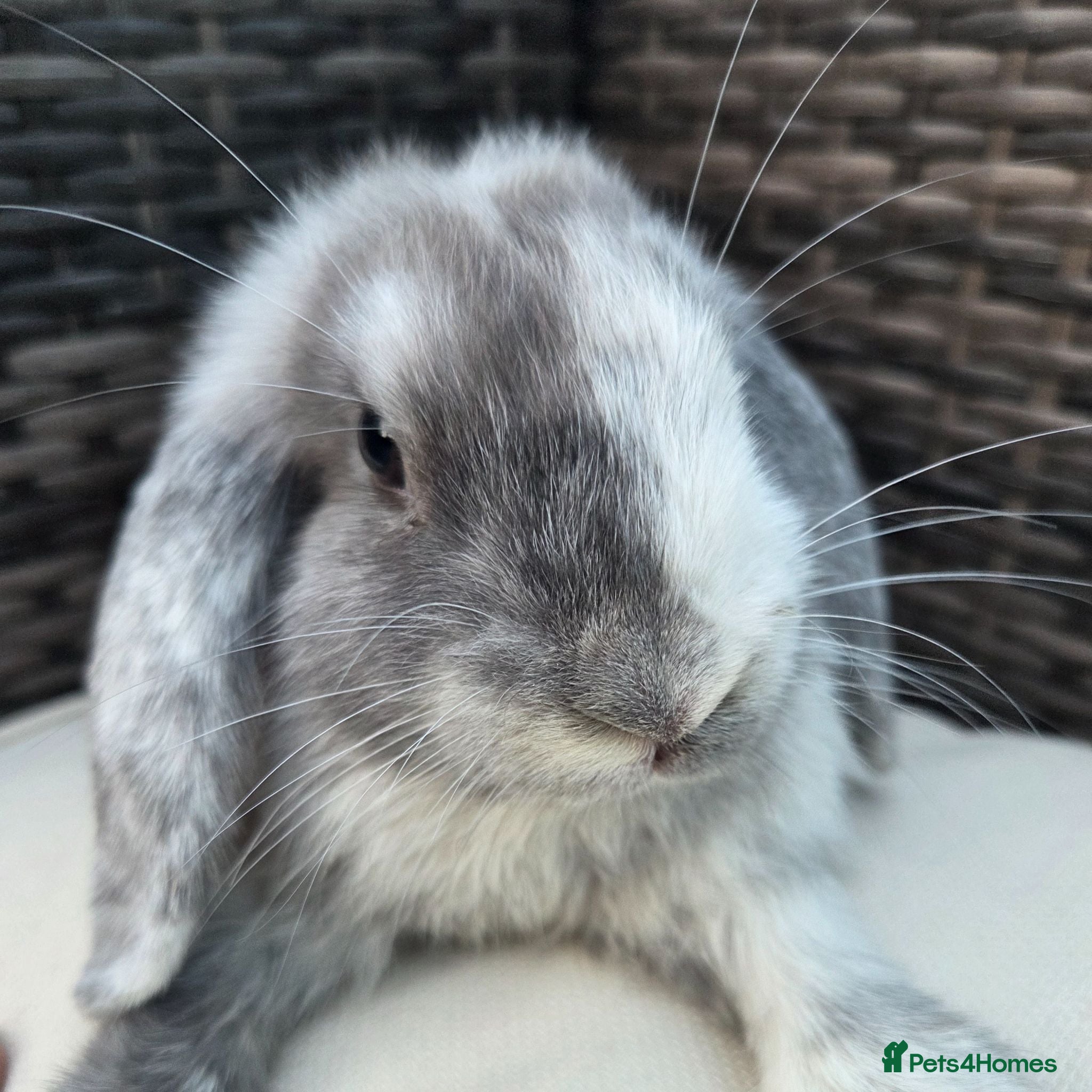 Mini Lop rabbits Beautiful mini lops boys and girls avalible . - Advert 1
