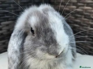 Mini Lop rabbits Beautiful mini lops boys and girls avalible . - Advert 1
