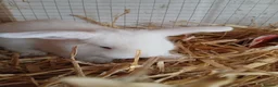 Mini Lop rabbits for sale: Beautiful MiniLop Bunnies - Advert 2