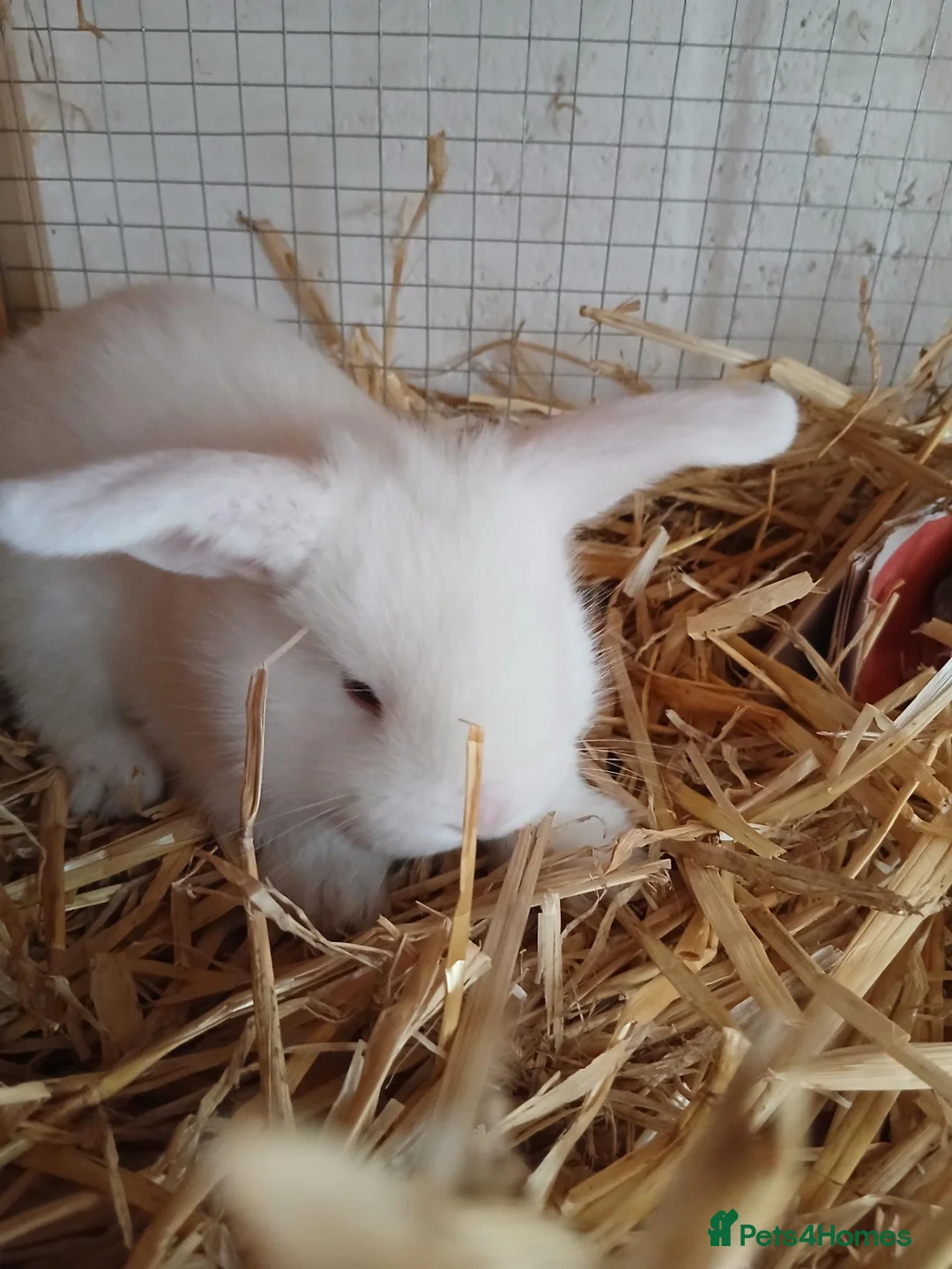 Mini Lop rabbits for sale: Beautiful MiniLop Bunnies - Advert 2