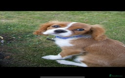 Cavalier King Charles Spaniel dogs for sale: Cavailier puppy for sale - Image 6