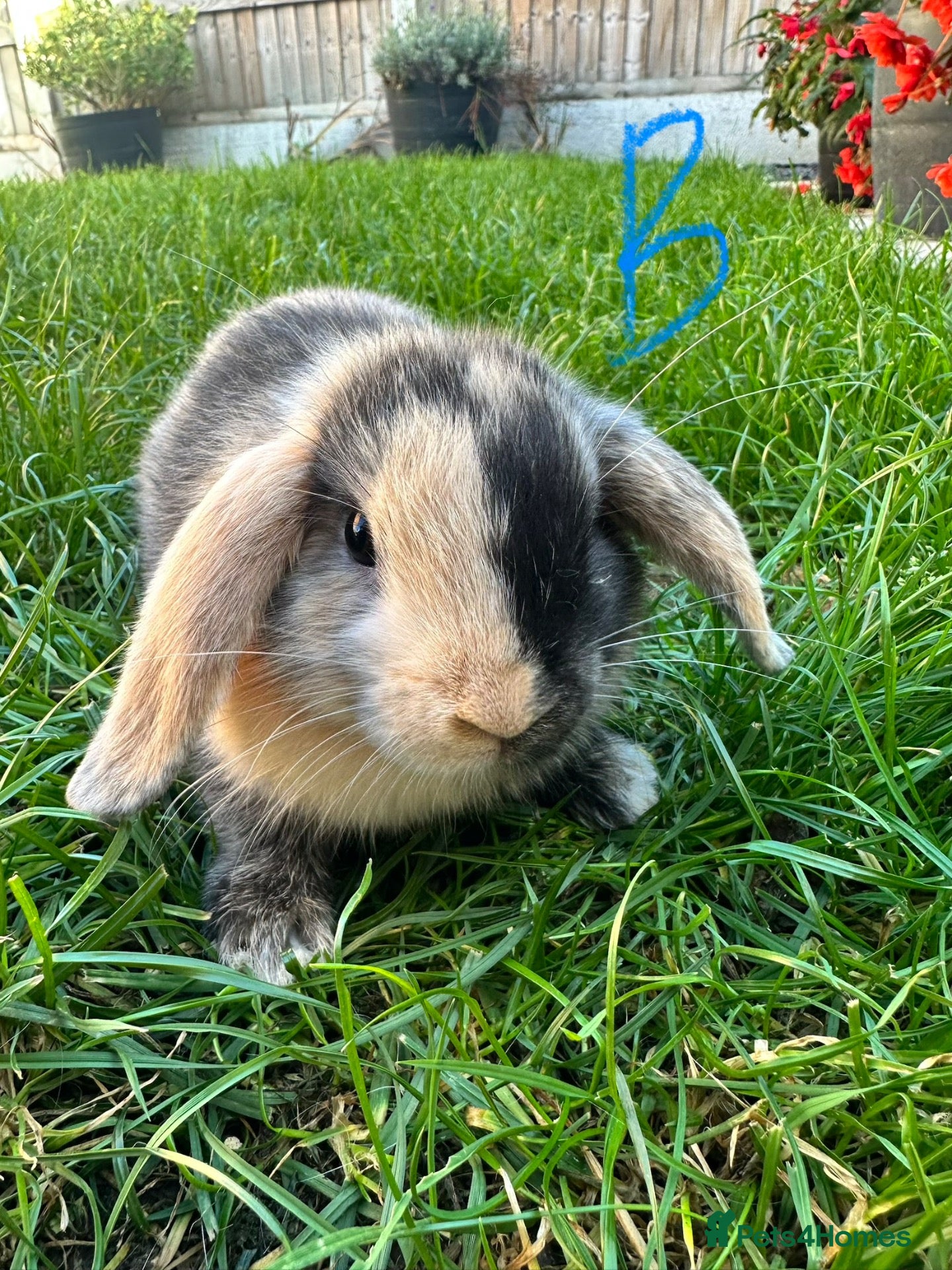 Mini Lop rabbits Mini Lop Rabbits For Sale  - Advert 1
