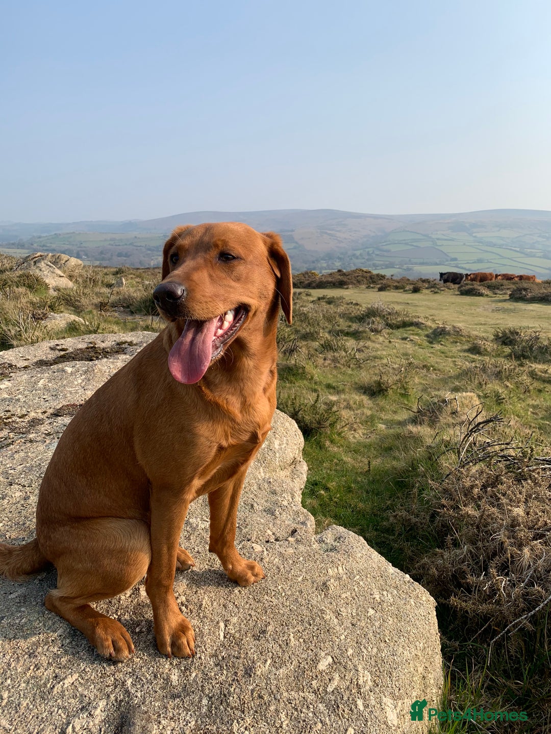 Labrador Retriever dogs for sale: 9 KC Registered Fox Red Labrador Puppies  - Image 8