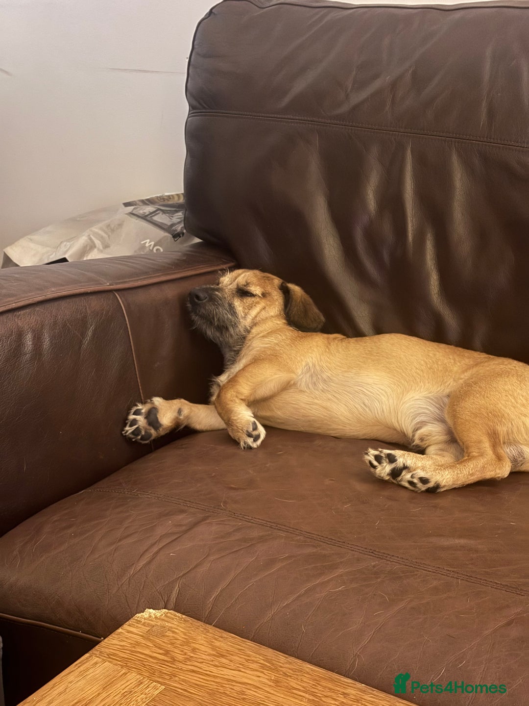 Mixed Breed dogs for sale: Dachshund x Shih Tzu for sale - Image 3