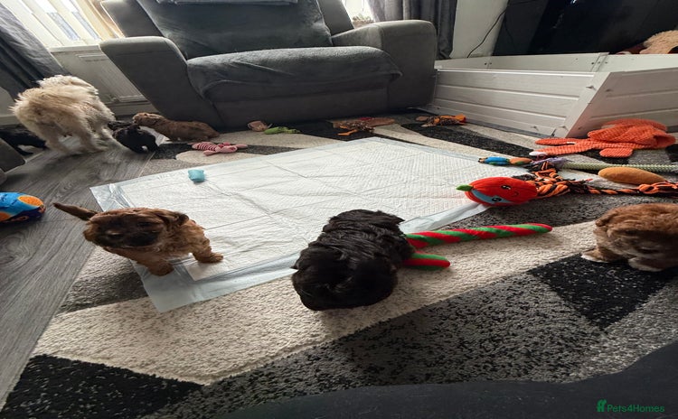 Maltipoo dogs - Advert 2