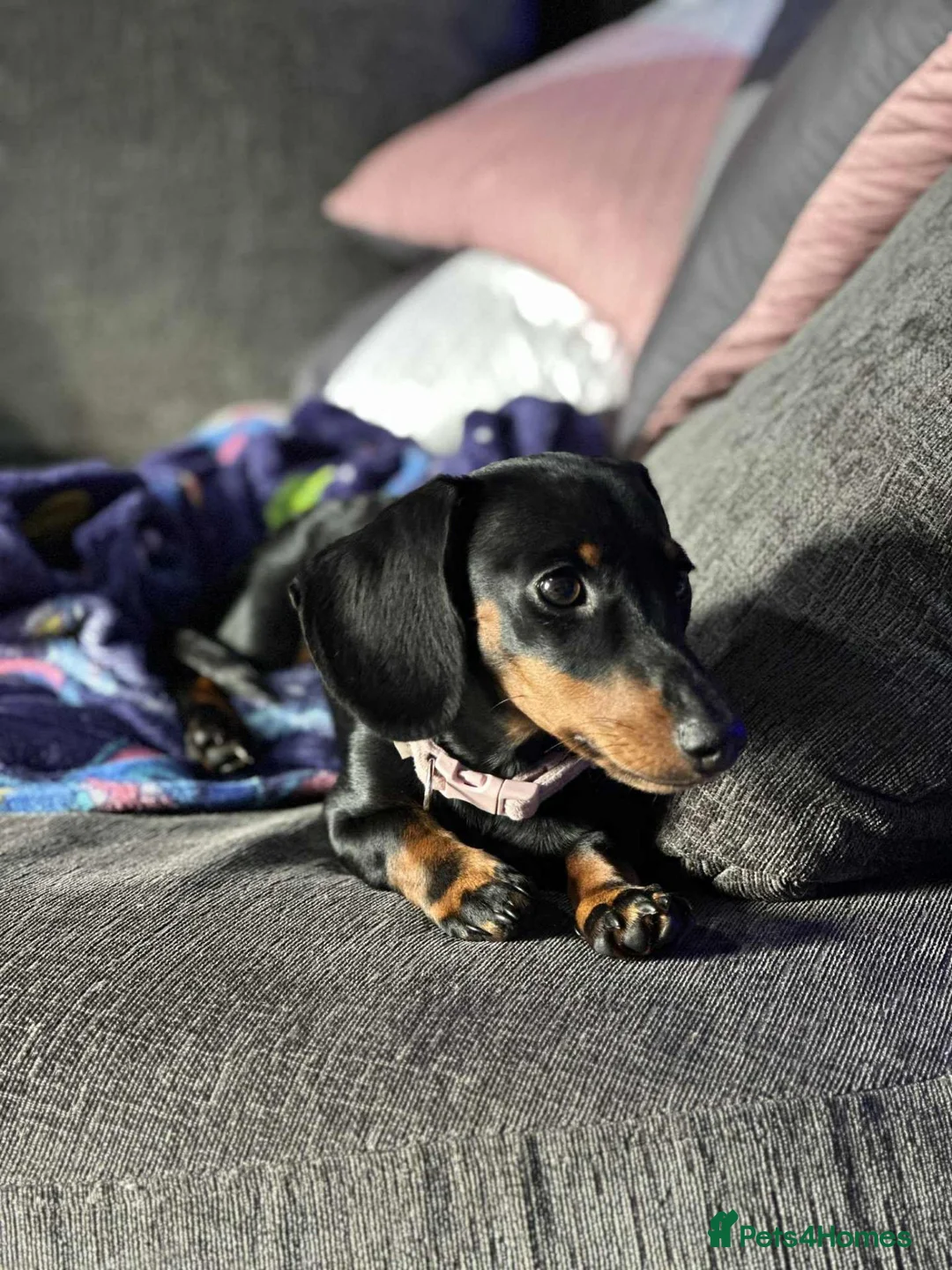 Dachshund dogs for sale: Beautiful miniature dachshund female 1 year in Pontypool - Advert 5