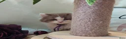 British Longhair cats for sale: British longhair boys  - Advert 9