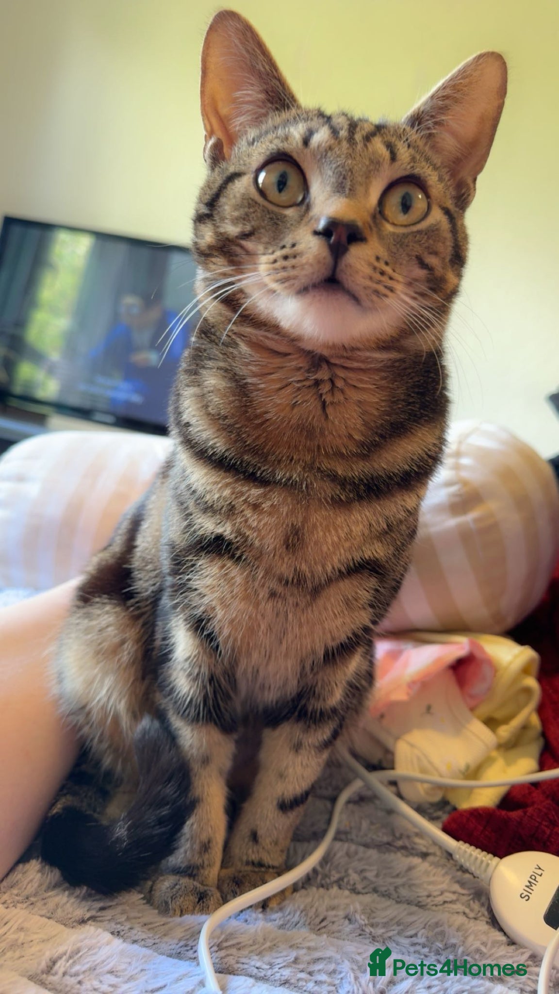 British Shorthair cats for sale: Leo needs a forever home in Wrexham - Advert 5