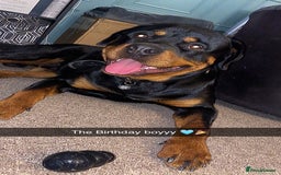 Rottweiler dogs for sale: Dave.  - Advert 6