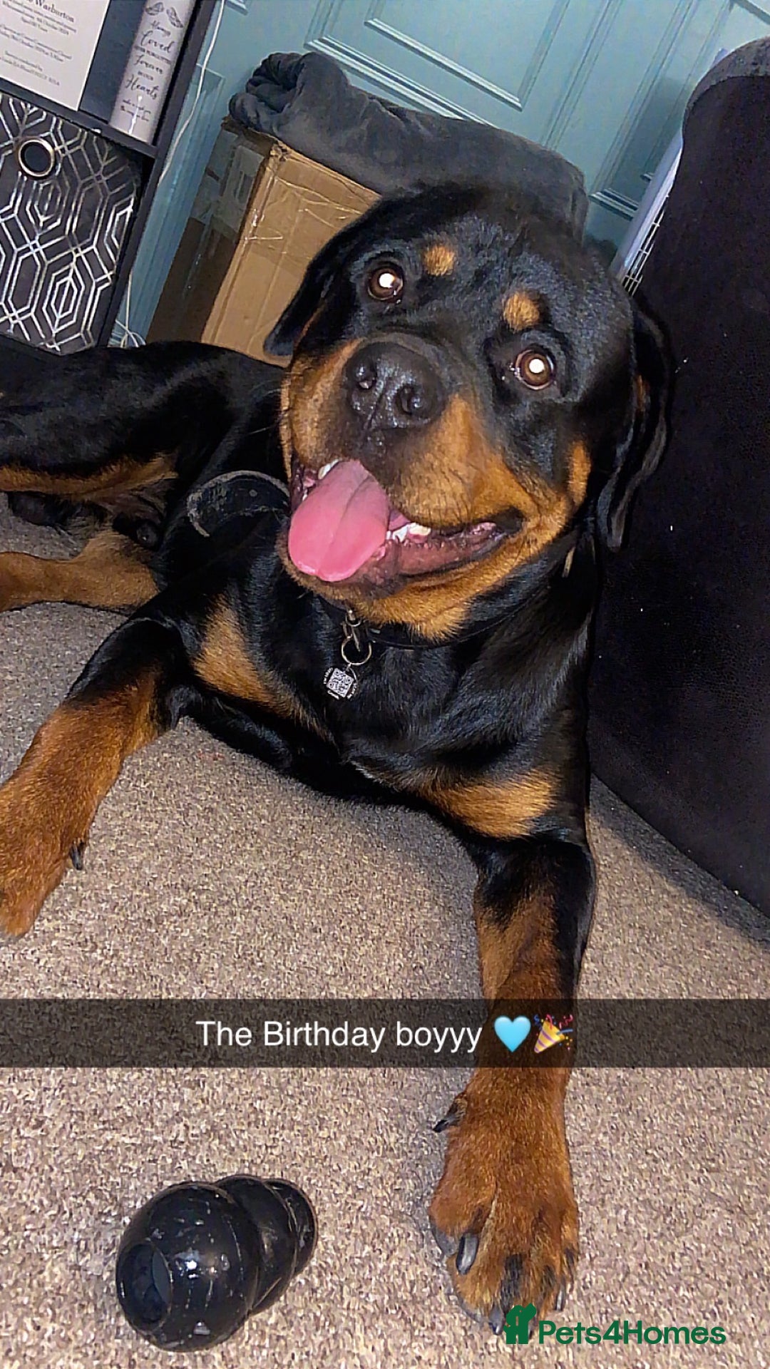 Rottweiler dogs for sale: Dave.  - Advert 6