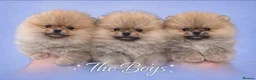Pomeranian dogs for sale: Gorgeous Pomeranian puppies  - Advert 7