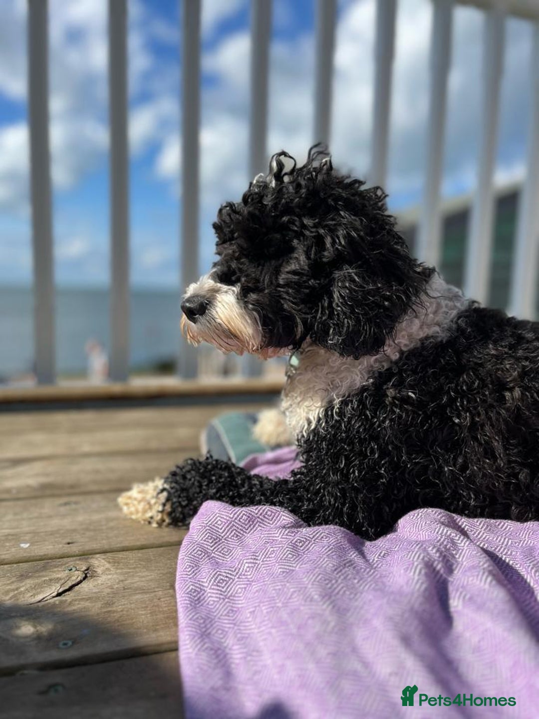Mixed Breed dogs for sale: Tibetan Terrier with 1/4 Spanish water dog - Image 9