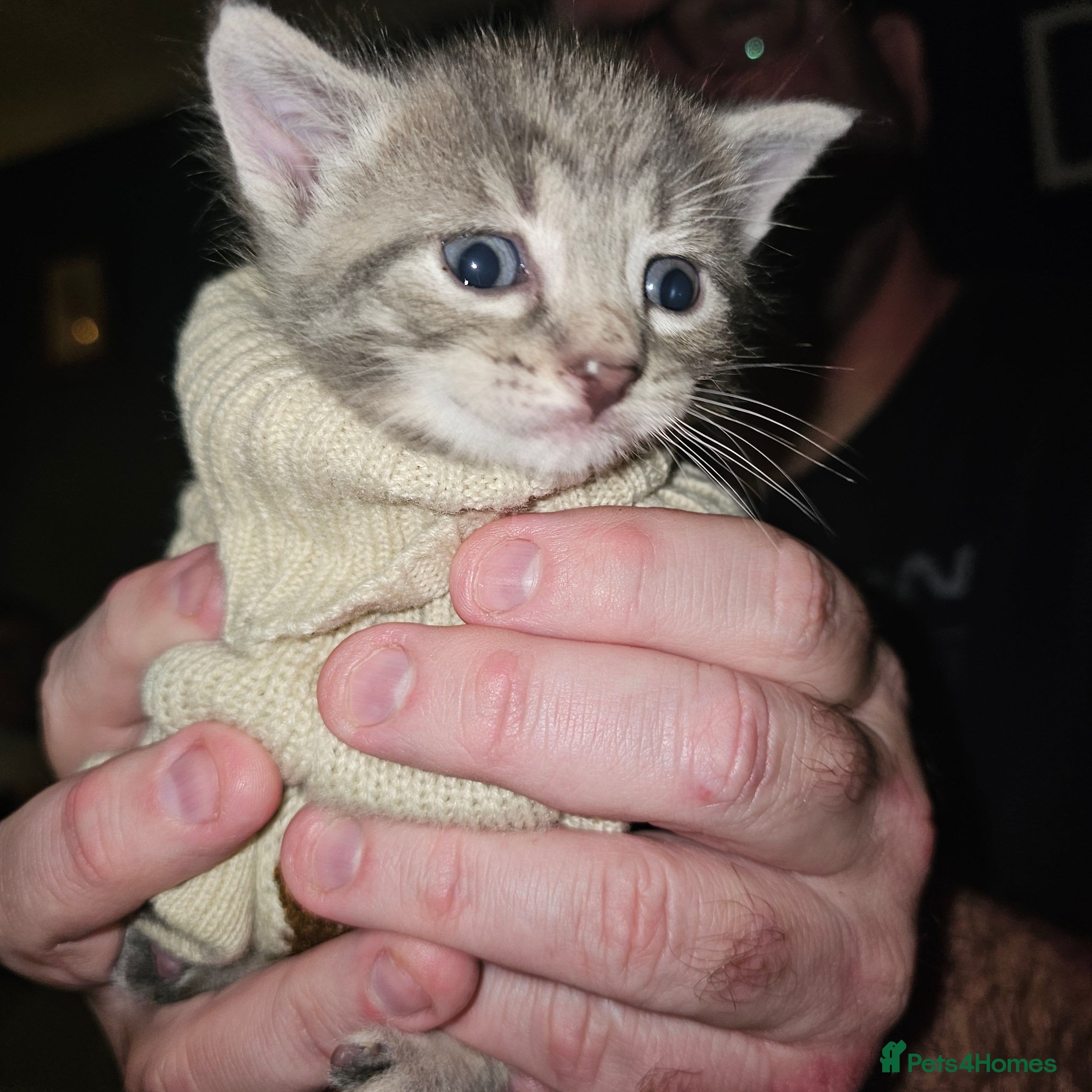 Mixed Breed cats 3 male kittens - Advert 6