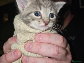 Mixed Breed cats 3 male kittens - Advert 1